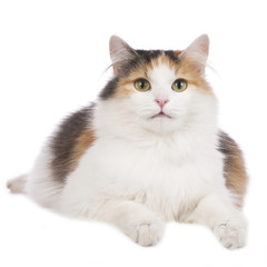 Schwangere Mischlingskatze