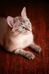 Young cat with beautiful blue eyes