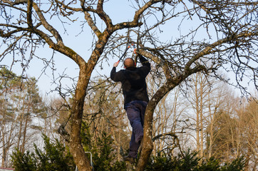 man pruned branches with handle clippers scissors