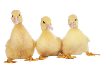 Drei Entenküken nebeneinander
