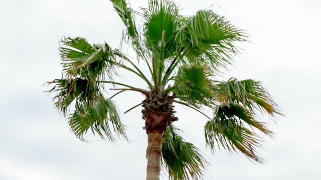 palm tree in stormy weather