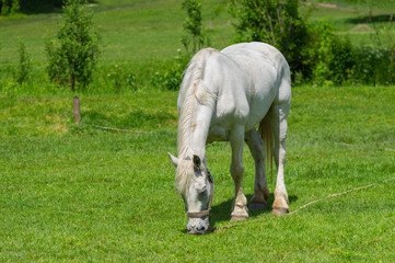 Old white horse on a spring pasture