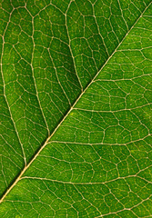 green leaf