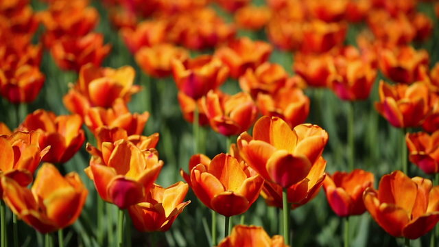 field of orange tulips blooming - shallow depth of field