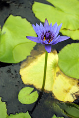 Cape blue water lily Latin name Nymphaea capensis.