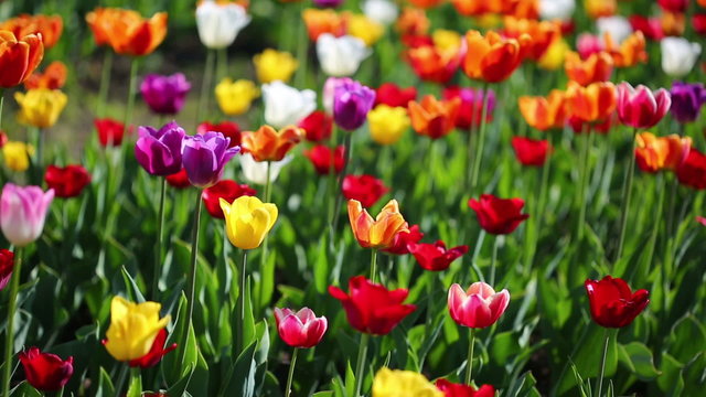 field of blooming different color tulips