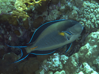 Fototapeta na wymiar Sohal surgeonfish