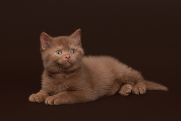 Obraz premium young cinnamon british cat on dark brown background