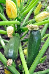 close-up of flowering zucchini