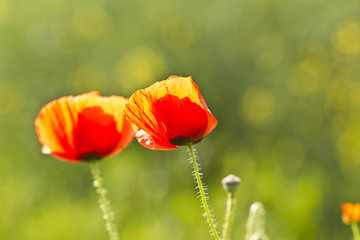 Mohn