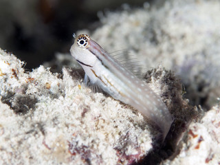 Dentex blenny