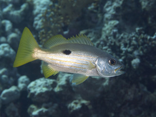 Fototapeta premium Ehrenberg`s snapper