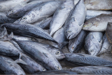 Obraz premium sale fish