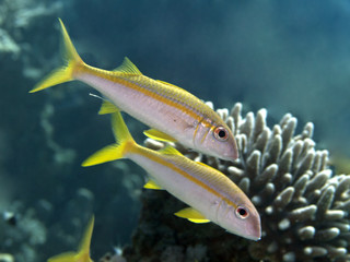 Yellowfin goatfish