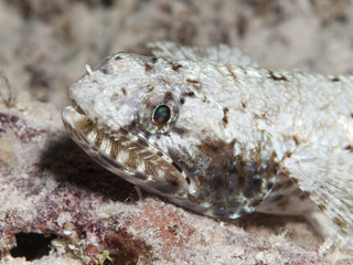 Gracile lizardfish