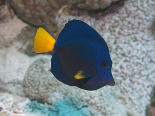 Naklejka premium Yellowtail tang