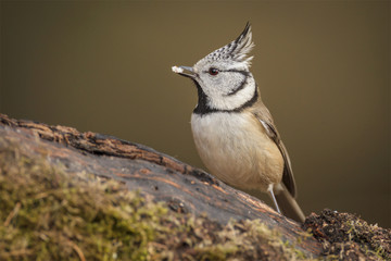 Crested tit in the forest