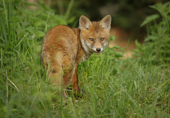 Fox looking back in long grass