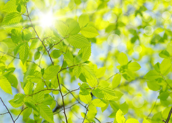 green leaves