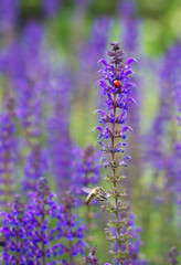 ladybug and bee on purple flowers on purple field background