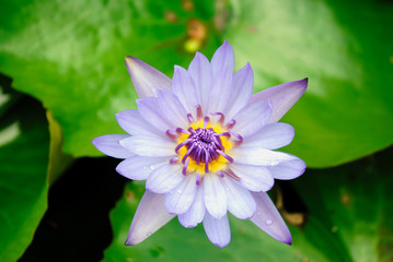Water lily flower Latin name Nymphaea colorata