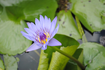 Water lily flower Latin name Nymphaea colorata
