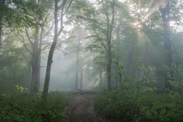Track in sunlit forest