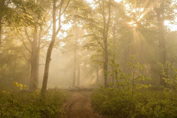 Track in sunlit forest