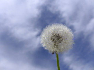 Obraz premium Dandelion