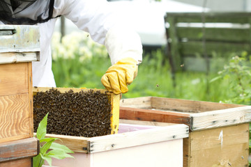 Beekeeper holding a frame of honeycomb