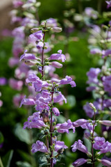 Pikes Peak Purple (Penstemon mexicali)