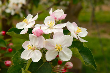 Obraz na płótnie Canvas Apple blossoms