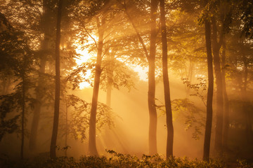 Sunlit forest in the morning