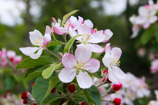 Apple trees in bloom