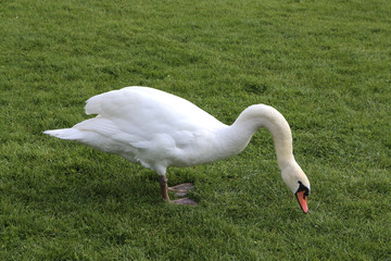 Cygne