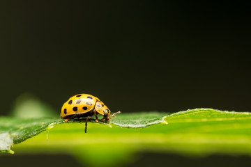 Yellow Ladybug Macro On Green Leaf Close Up