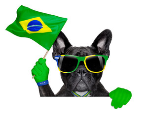 brazil soccer dog