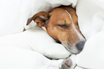 Obraz premium dog sleeping
