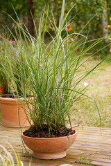 Calamagrostis acutilfora Overdam - reed