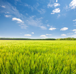 green field and blue cloudy sky