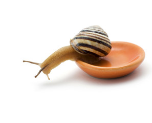 Snail