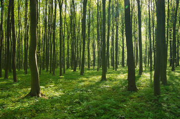 Obraz premium las wiosną