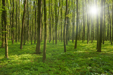 Fototapeta premium forest trees. nature green wood sunlight backgrounds.
