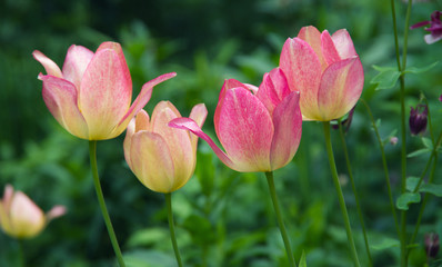 Pink Tulip