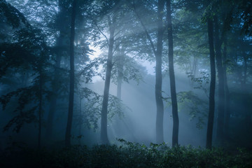 Forêt sombre remplie de lumière tamisée