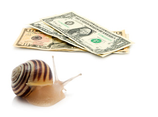 snail money