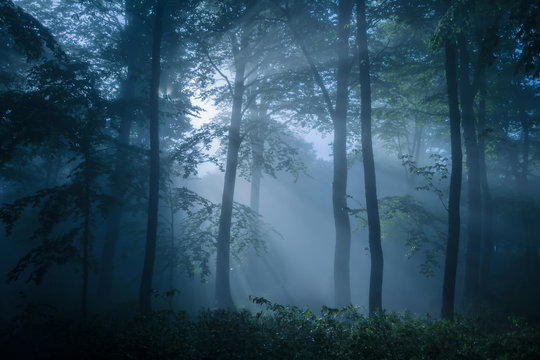 Fototapeta Gloomy forest filled with dim light