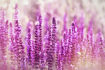 Purple meadow flowers ( wild flower)