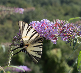Butterfly on a flower