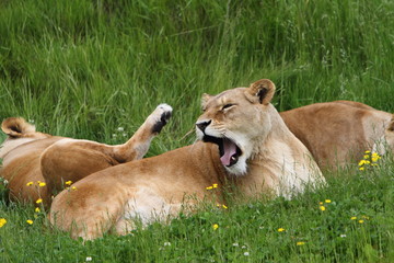 Lioness (panthera leo)